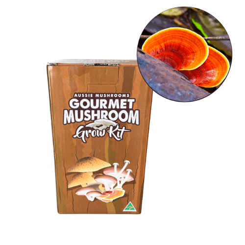 Aussie Mushroom Reishi