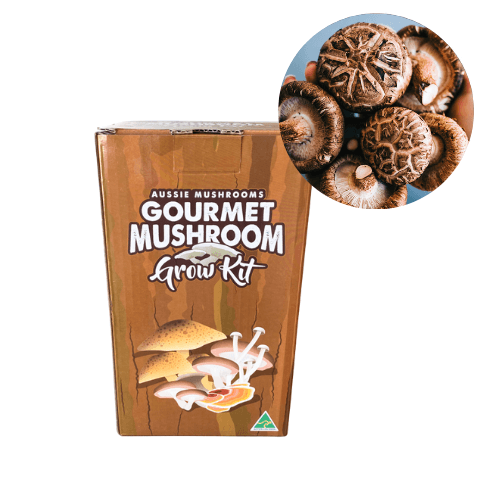 Aussie Mushroom Shitake