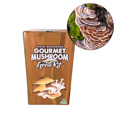 Aussie Mushroom Turkey Tail