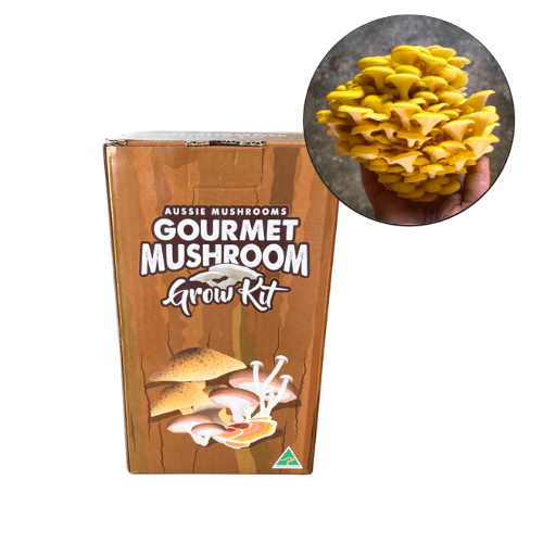 Aussie Mushroom Yellow Oyster