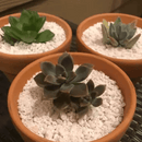 Exfoliators Premium Perlite on plants