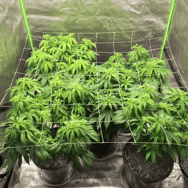 Hydro Axis Scrog Tent Net example