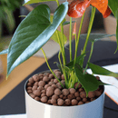 Professors Hydro Clay Balls (100% Leca) - 50L example