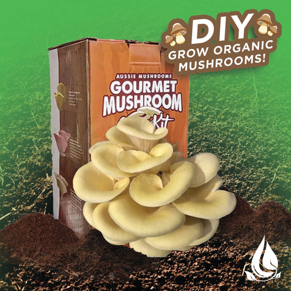 Aussie mushroom Gourmet Mushroom Kit IN Green edited Background